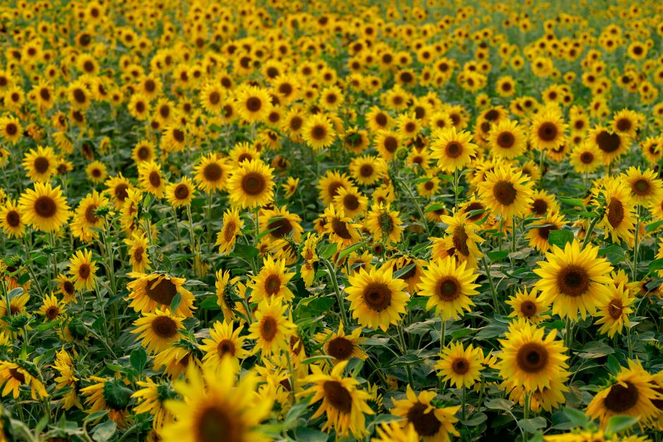 Expansive field of bright yellow sunflowers under natural light, perfect for nature lovers.