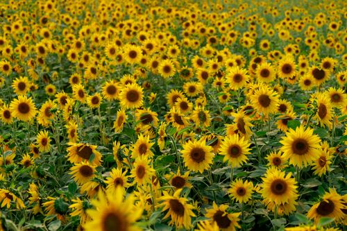 Free Expansive field of bright yellow sunflowers under natural light, perfect for nature lovers. Stock Photo