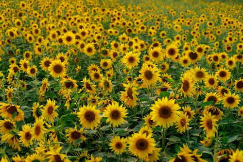 Free Lush sunflower field in full bloom under natural daylight, showcasing vibrant yellow flowers. Stock Photo