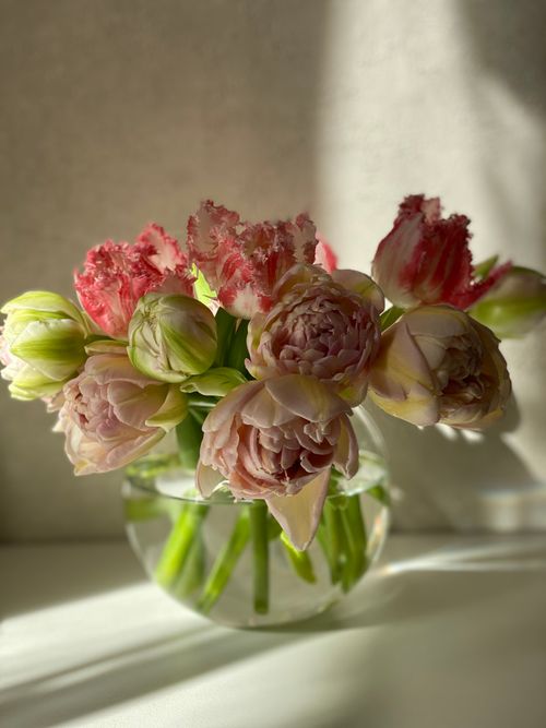 Free Beautiful pink peony tulips in a clear glass vase with sunlight highlighting their delicate petals. Stock Photo