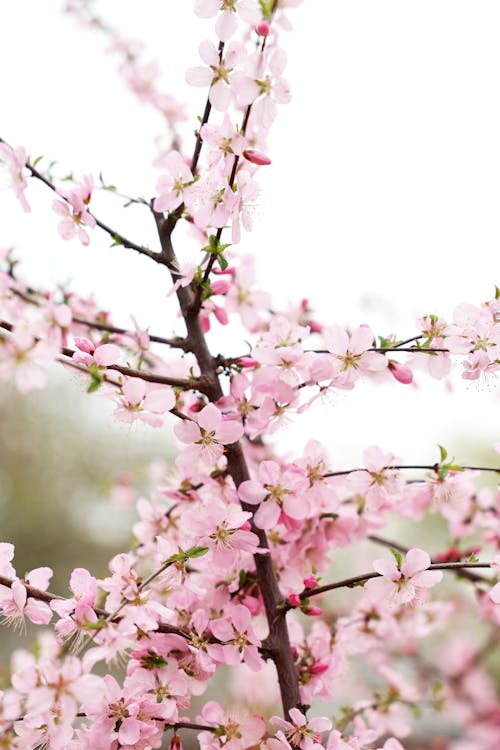 bahar, dallar, dikey atış içeren Ücretsiz stok fotoğraf