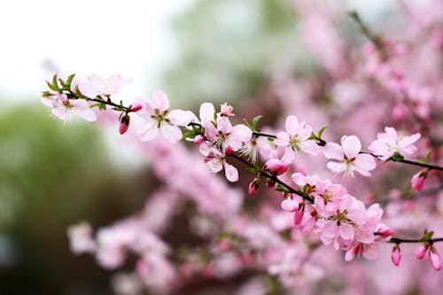bahar, çiçekler, dal içeren Ücretsiz stok fotoğraf
