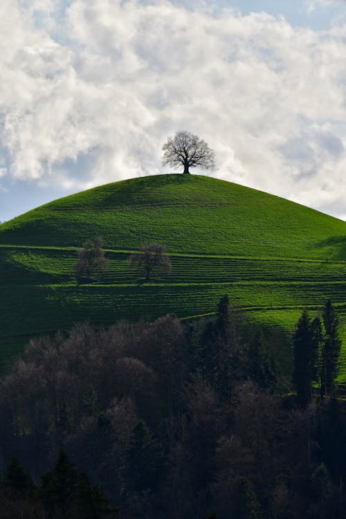 A lone tree on a hilltop in the middle of a green field