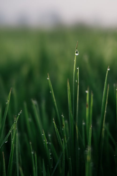 乾草地, 增長, 夏天 的 免費圖庫相片