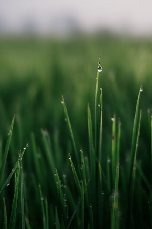 Foto d'estoc gratuïta de aigua, enfocament selectiu, herba