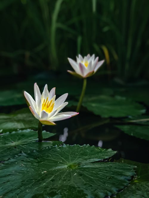 Kostnadsfri bild av blad, blomma, damm