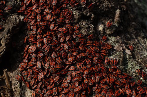 A group of red bugs on a tree trunk