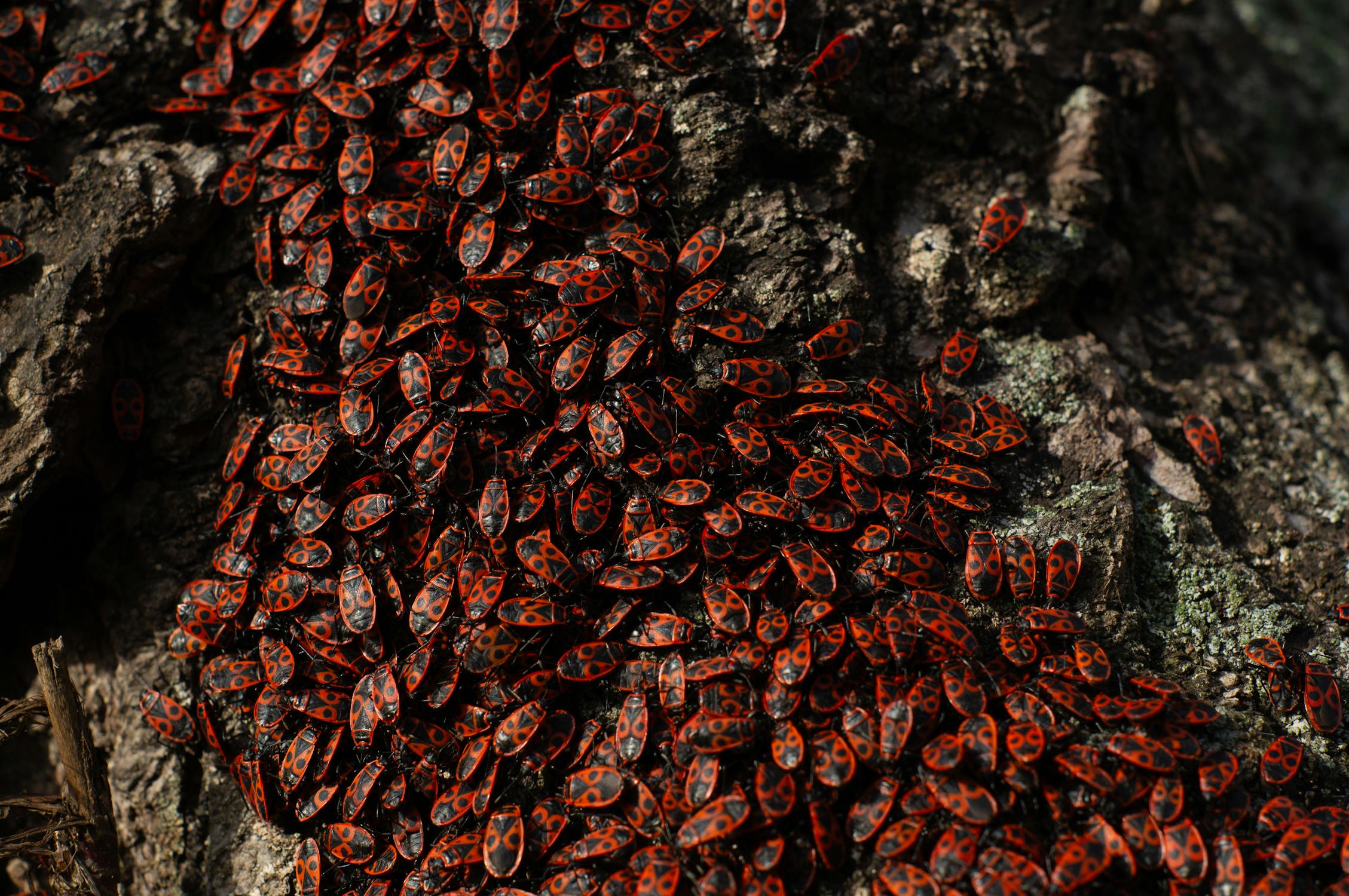 Red Insects on a Log · Free Stock Photo