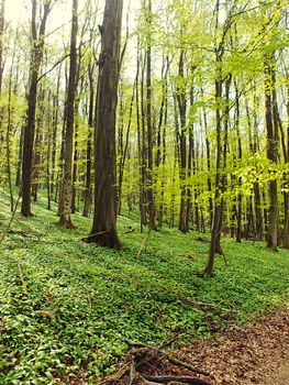 A serene forest scene with tall trees and vibrant green foliage, capturing the essence of spring.