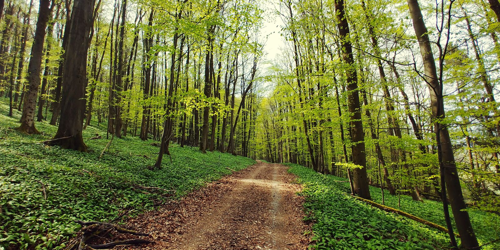 A quiet forest path surrounded by green trees