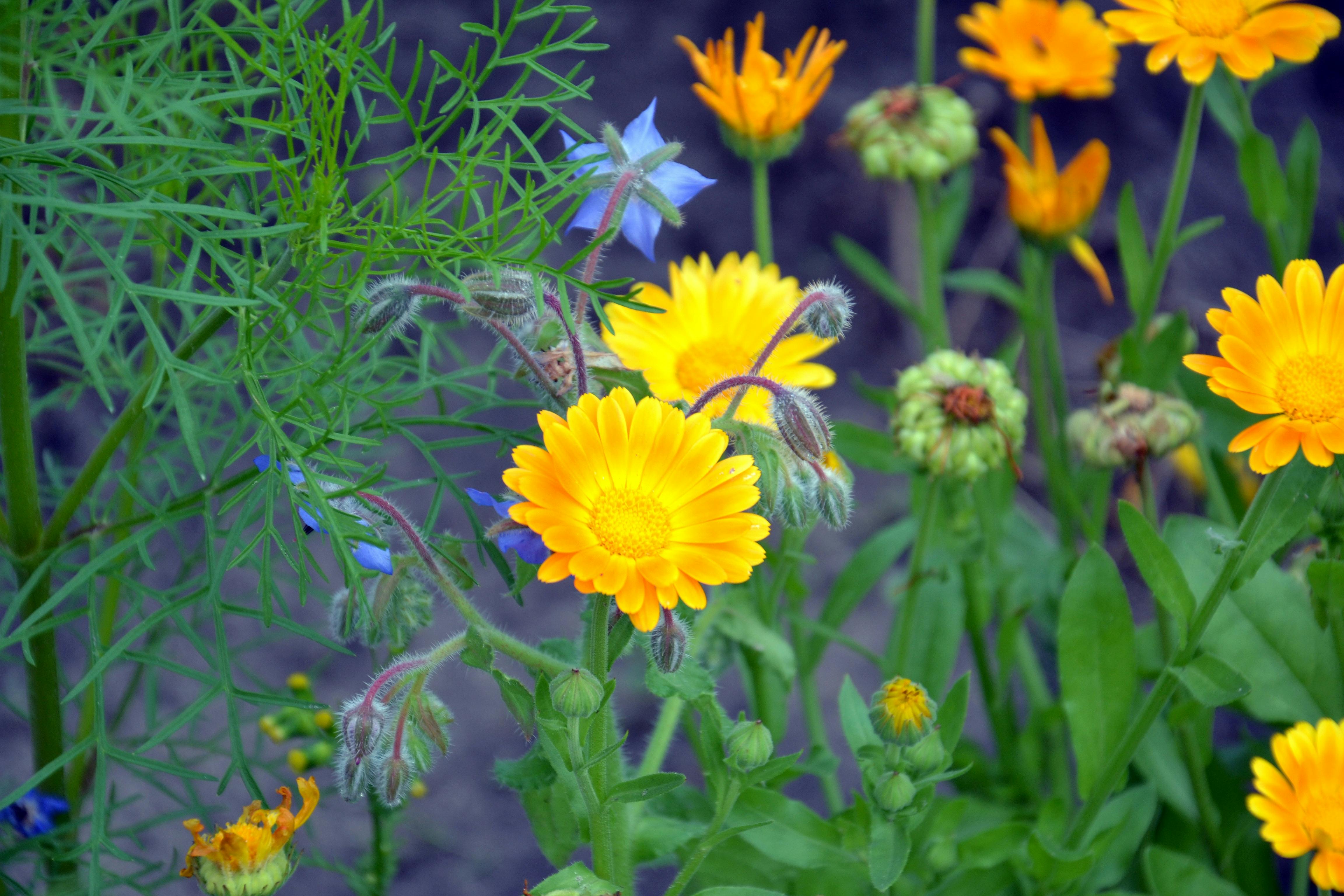 オレンジ オレンジ色の花 カラフルの無料の写真素材