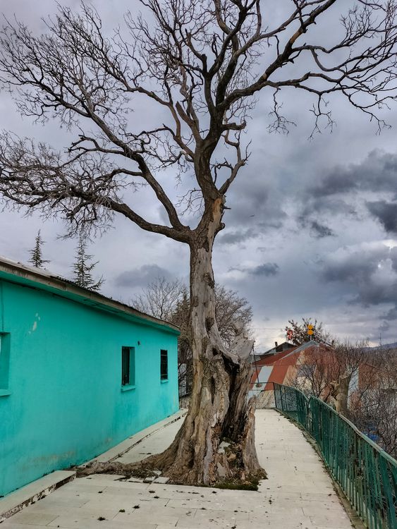 Empty Tree Real Empty Tree on a Pavement · Free Stock Photo