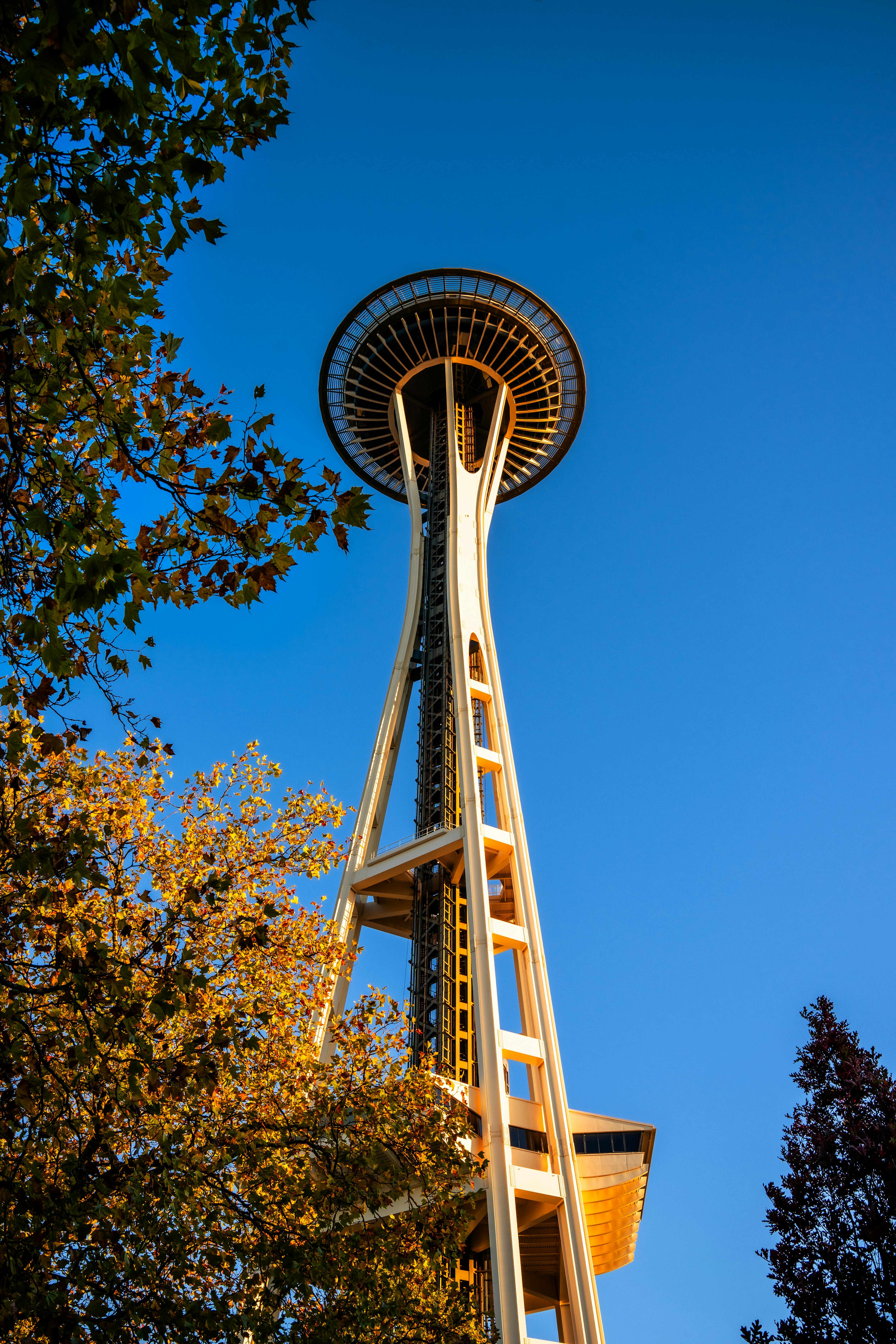 The Space Needle in Seattle framed by autumn leaves under a clear sky.