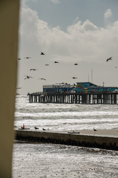 カモメ, カリフォルニア, カリフォルニアの海岸の無料の写真素材