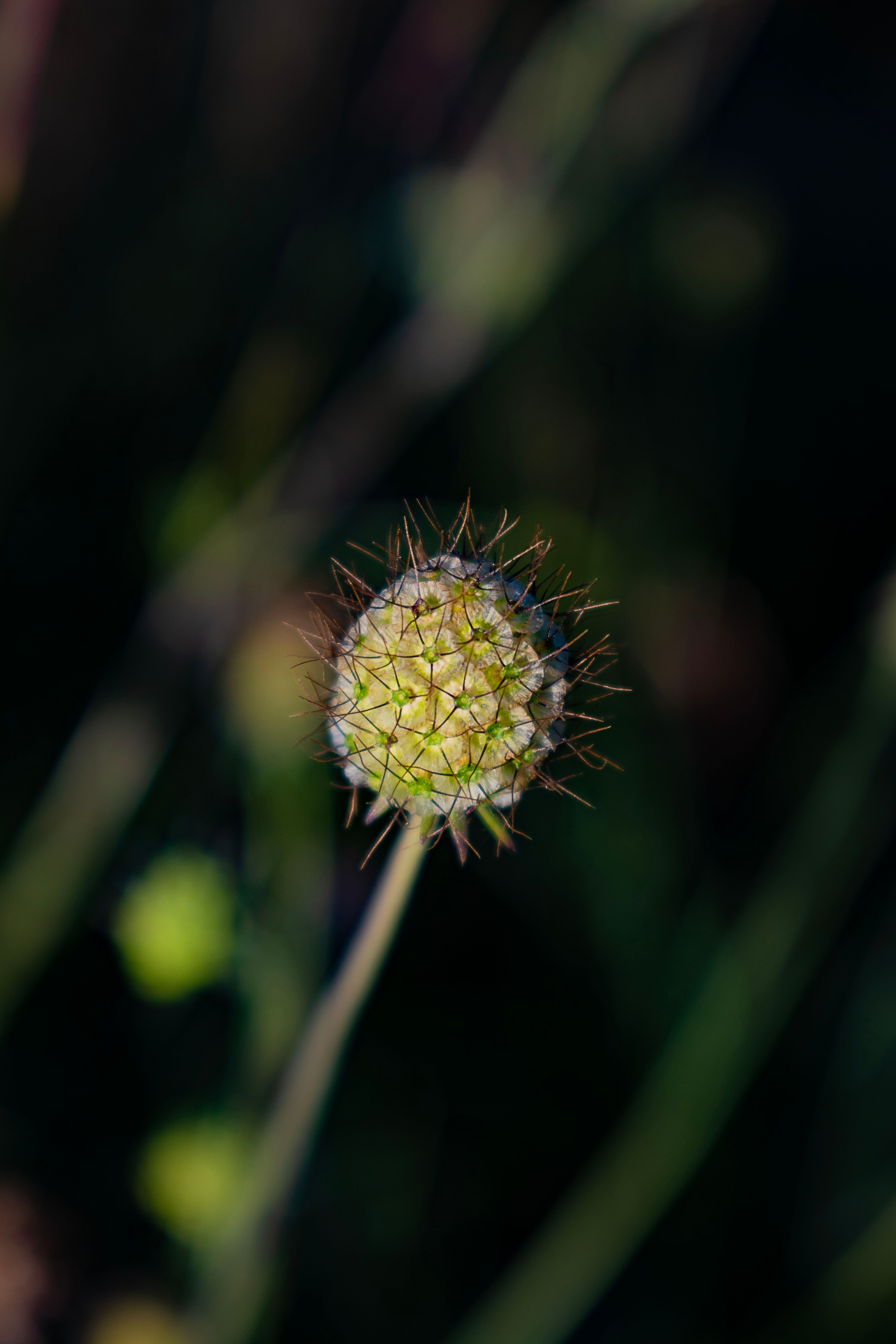 Flower with Sharp Spikes · Free Stock Photo