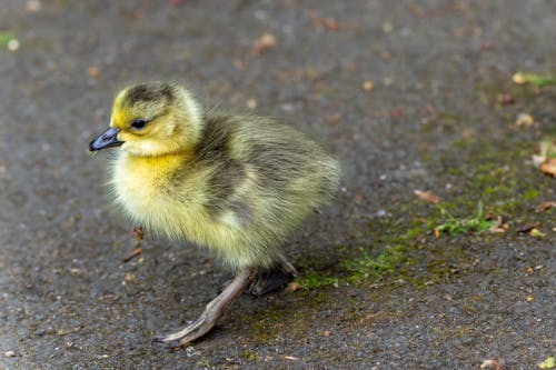 Free A small duckling walking on the ground Stock Photo