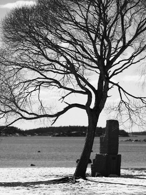 Foto profissional grátis de árvore, estéril, P&B