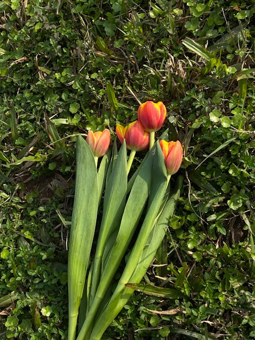 Three orange tulips are sitting on the grass