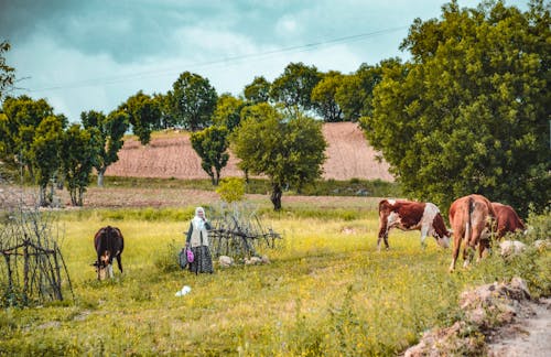 Imagine de stoc gratuită din cowbarn