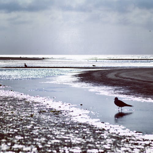Foto stok gratis air surut, burung di pantai, pantai