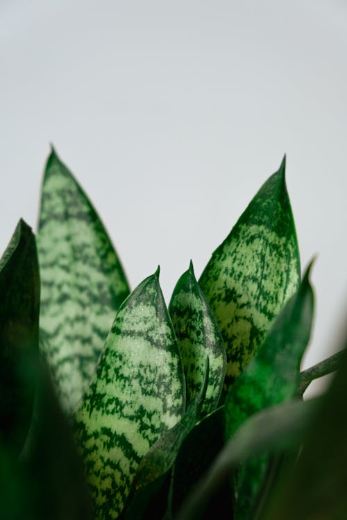 Leaves of Decorative Plant