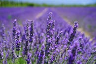 蔚蓝的天空下，紫色的薰衣草田生机勃勃地盛开，捕捉着大自然的美丽与宁静