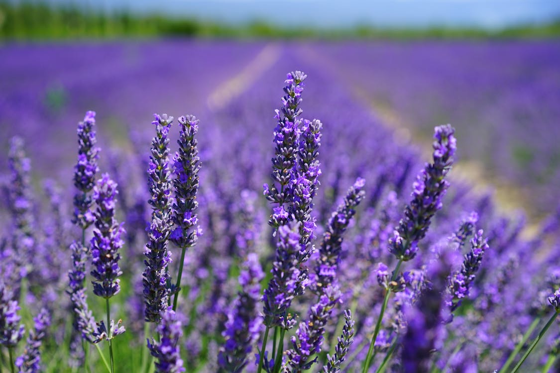 Photographie De Mise Au Point De Fleurs Pétales Pourpres