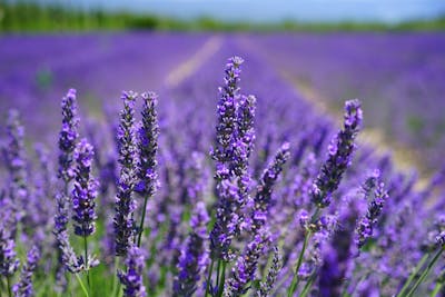 Lavanda