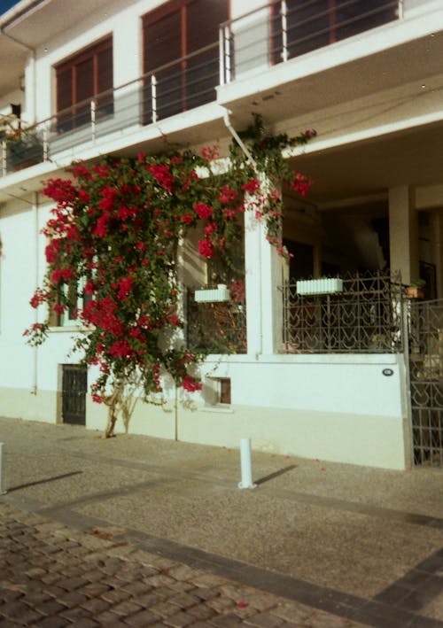 A building with red flowers on the side of it