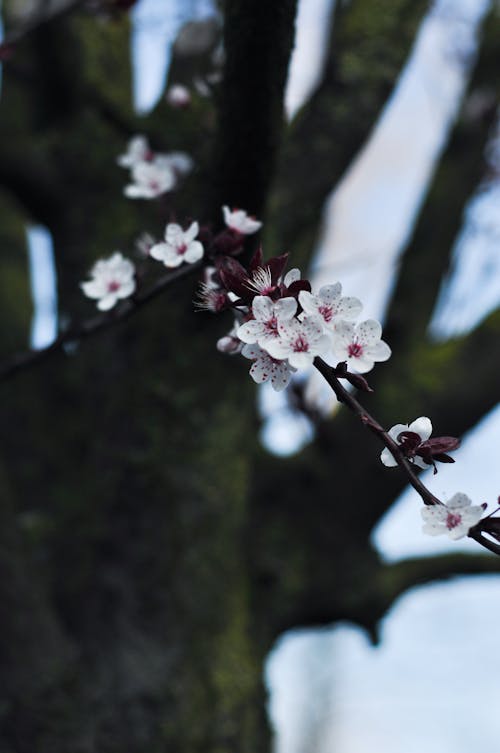 A tree with white flowers on it against a blue sky