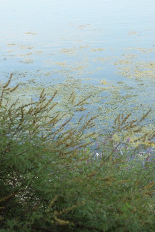 Free stock photo of bitki, foliage, garden pond