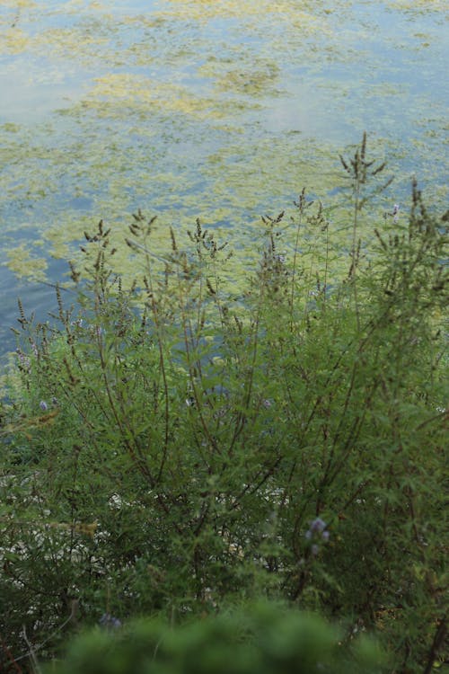 bitki, ライトグリーン, ライトブルーの無料の写真素材