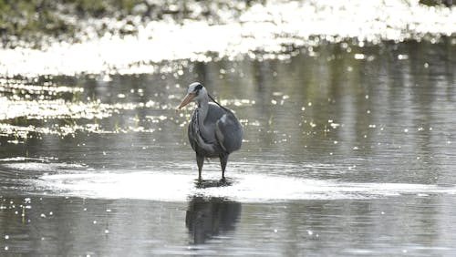 Gratis stockfoto met beest, detailopname, h2o