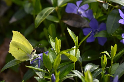 곤충학, 나뭇잎, 나비의 무료 스톡 사진