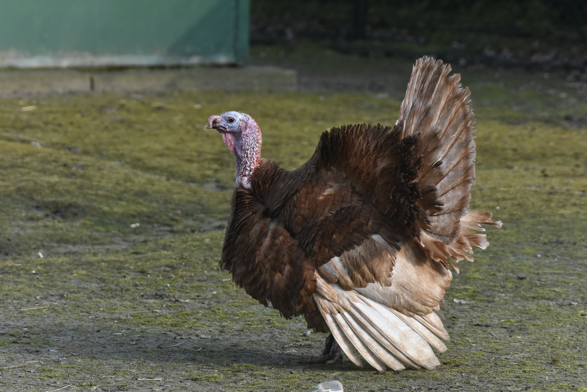 Florida Wild Turkey Season: Tips and Regulations for Hunters