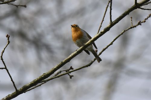 Free European robin resting on a branch with soft blurred background, ideal for wildlife enthusiasts. Stock Photo