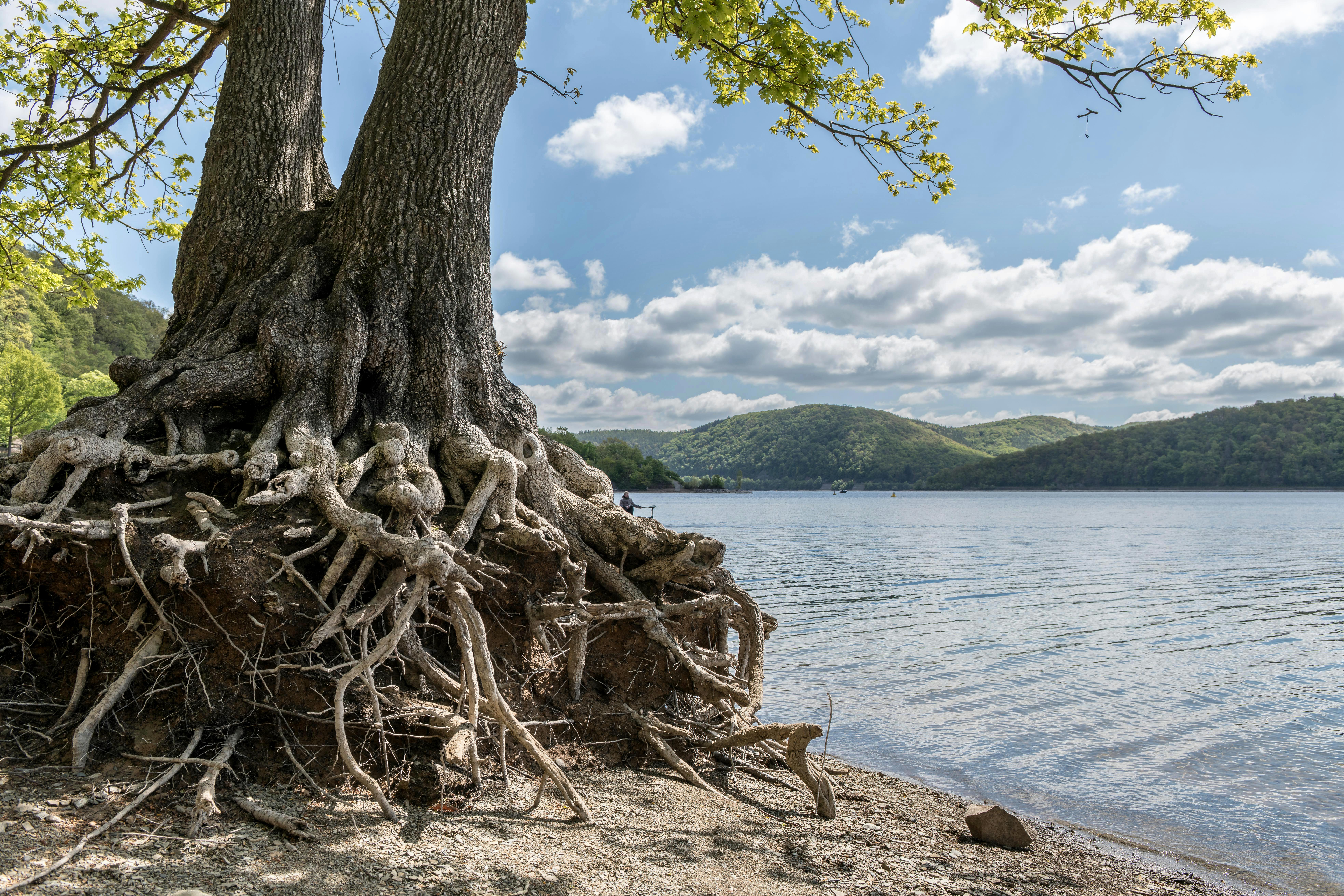 Rooted: A Wellness Summit Comes to Oxnard for Mental Health Month — Photo by Wolfgang Weiser on Pexels
