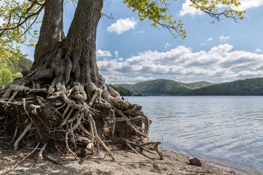 Impressive tree roots intertwine on the shore of Edersee in Edertal, Germany, under a clear blue sky.
