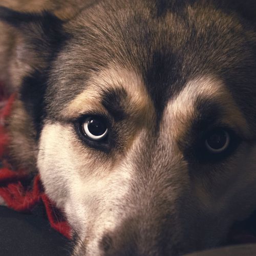 Free stock photo of blue, cute, dog Stock Photo