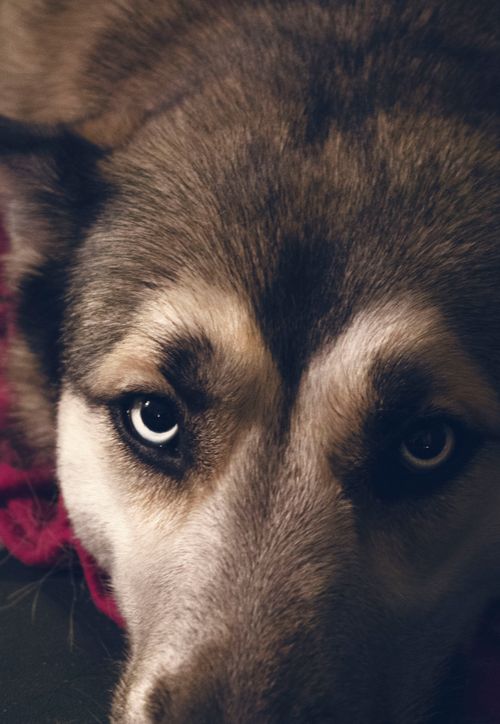 Free stock photo of blue, cute, dog Stock Photo
