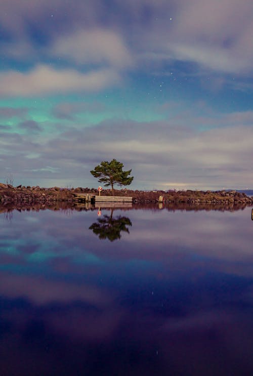 A lone tree on the water with the aurora borealis