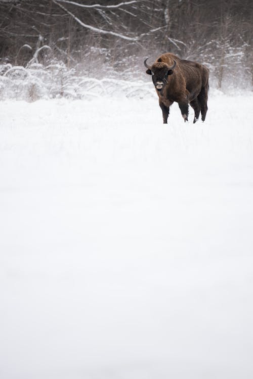 Fotobanka s bezplatnými fotkami na tému bialowieza, bizón, európsky bizón