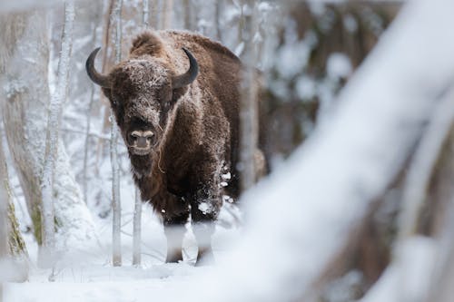 Free bison in the woods Stock Photo
