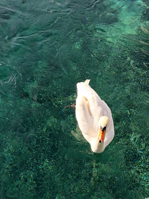 Gratuit Au Bord Du Lac Léman Photos