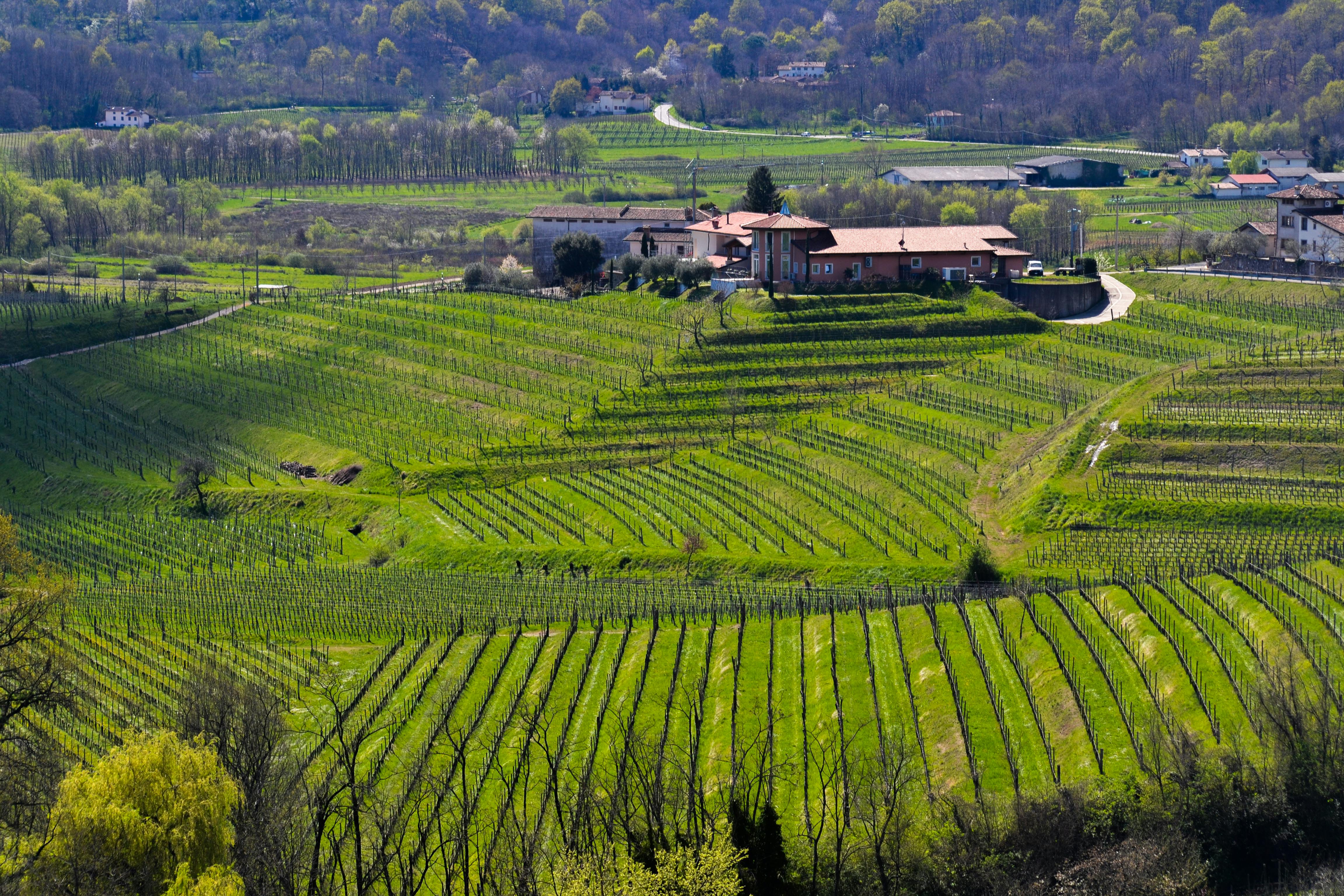 Scenic view of a vineyard and farmhouse in the Italian countryside, perfect for rural themes.