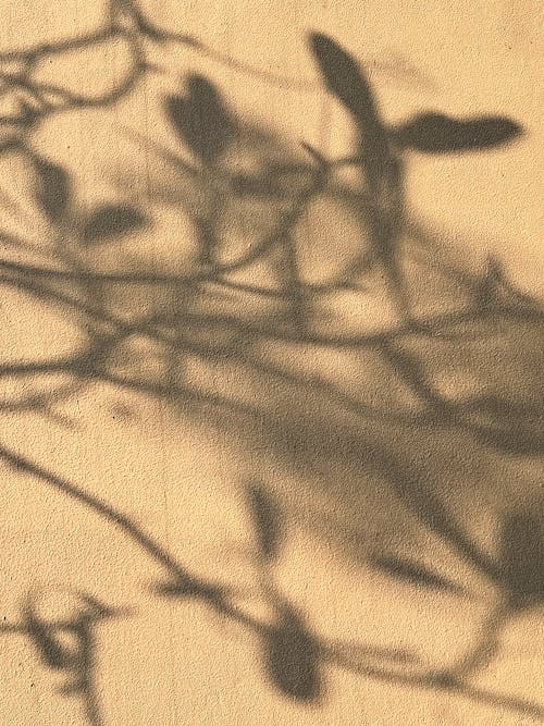 Foto d'estoc gratuïta de estètic, fons d'estiu, ombra
