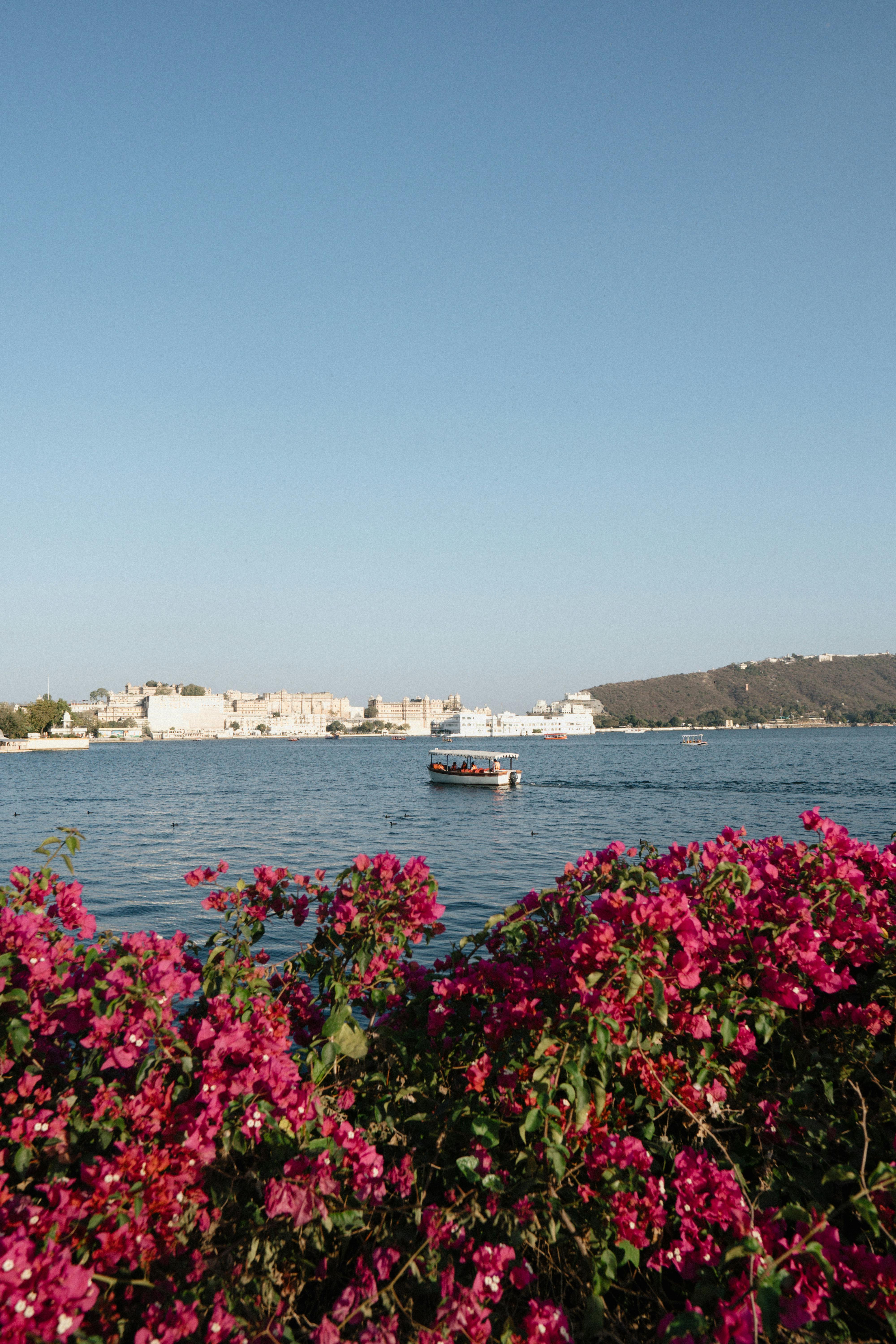 Vibrant flowers frame a peaceful boat on Lake Pichola, Udaipur under clear blue skies.