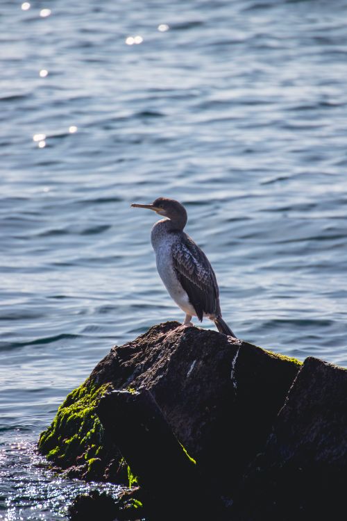 Free A cormorant rests on a mossy rock by the sea under a clear sky. Stock Photo