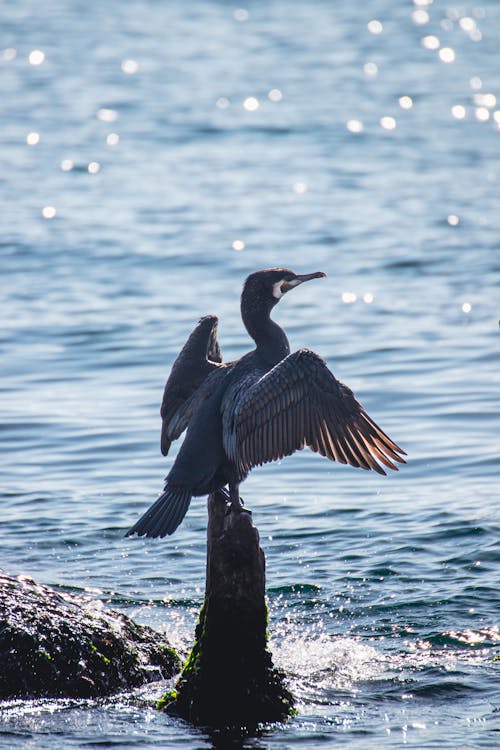 A bird is standing on a rock in the water