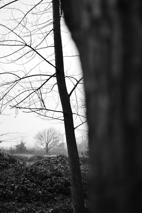 Foto d'estoc gratuïta de arbre de tardor, càmera analògica, estètic